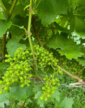 LA VIGNE EVOLUE VITE.