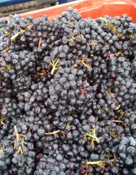 VENDANGES 2017 : Les Crus, du 13 au 22 Septembre