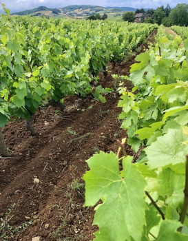 La vigne pousse bien !