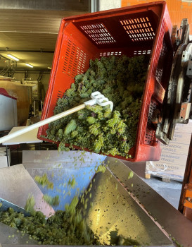 Les vendanges sont lancées au Domaine Famille Chermette !