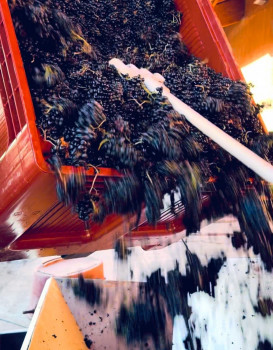 Vendanges en cours au cœur de Pierreux à Brouilly !