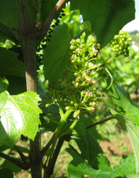 La fleur de vigne en Beaujolais