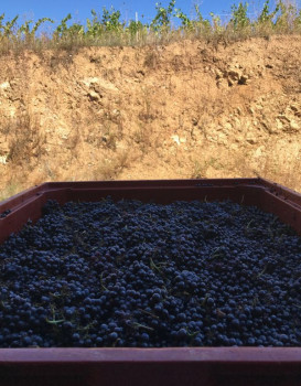 Vendanges 2018 :  Gamay