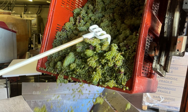Les vendanges sont lancées au Domaine Famille Chermette !