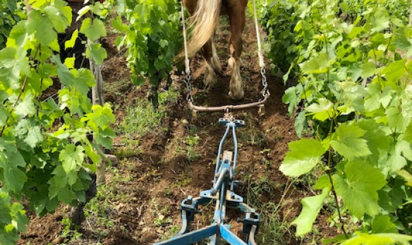 ESSAI DE LABOUR AU CHEVAL