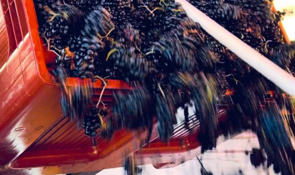 Vendanges en cours au cœur de Pierreux à Brouilly !