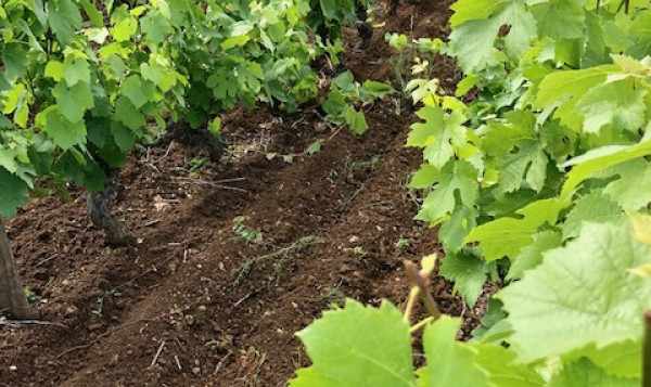 La vigne pousse bien !