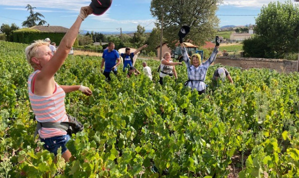 Les vendanges se poursuivent...