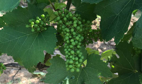 Les vignes à Saint-Vérand