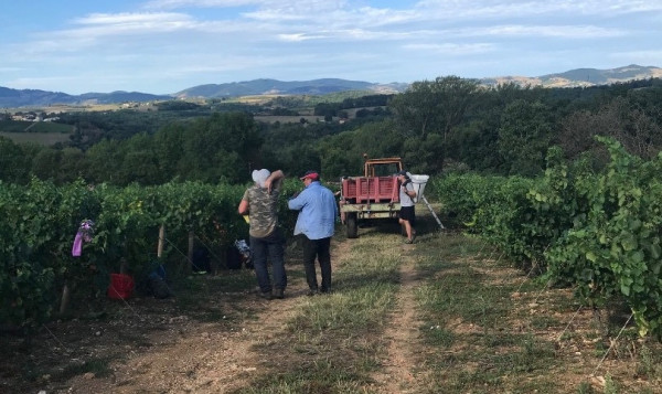 Début des vendanges 2020