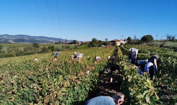 C'est parti pour les vendanges !