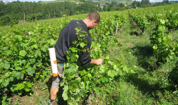 Domaine du Vissoux : Juin 2012