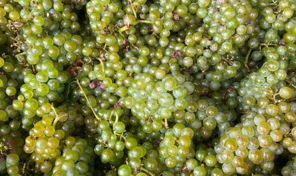The 2024 grape harvest has begun!