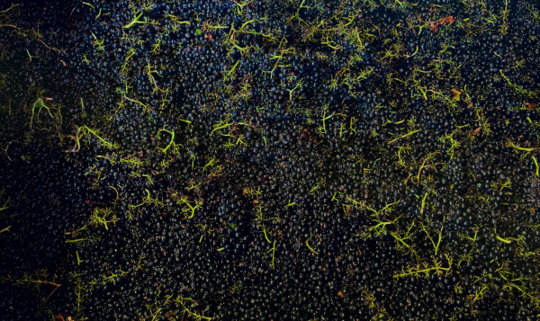 Nous commençons la cueillette des Beaujolais rouge