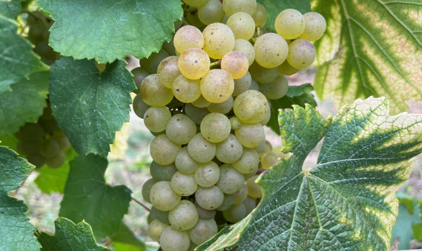Vendanges 2025 – Domaine Famille Chermette