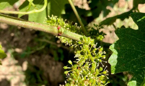 LA VIGNE EN FLEUR !