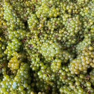 A sunny and early vintage