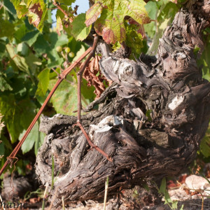 "Retour aux vraies valeurs du Beaujolais"