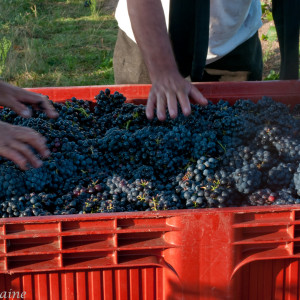 A vintage balanced between freshness and concentration