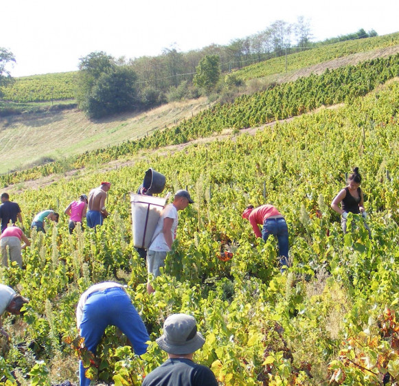 Les Vendanges