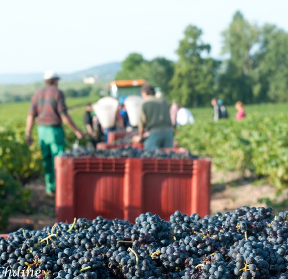 Les Vendanges