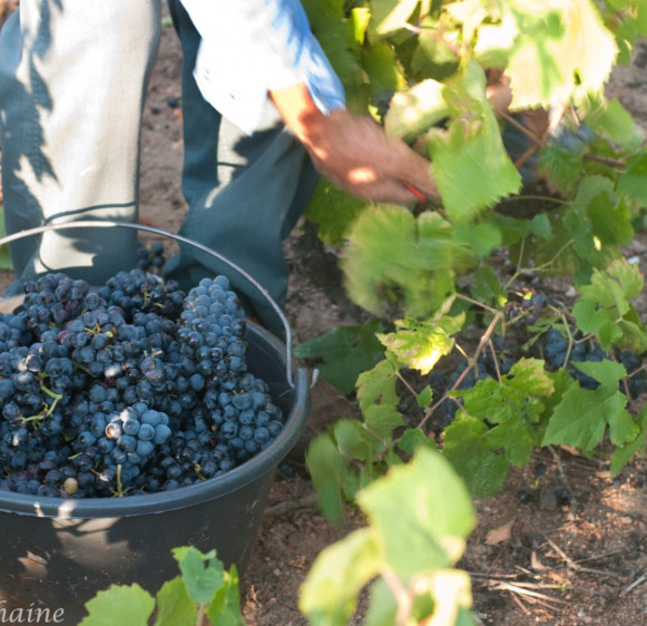 Les Vendanges