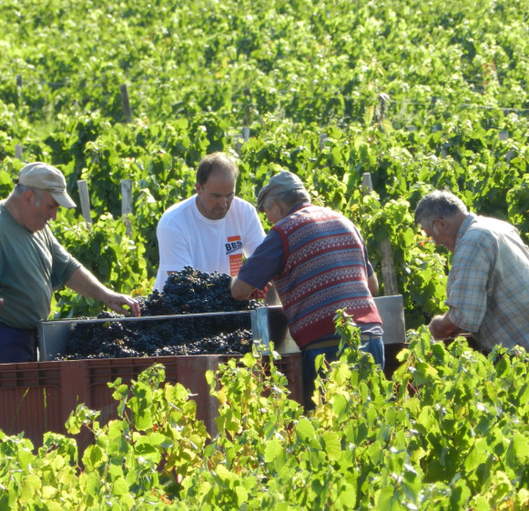 Les Vendanges