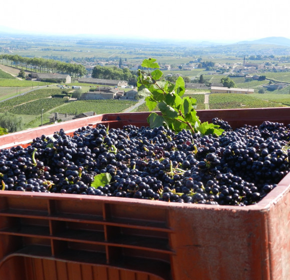 Les Vendanges