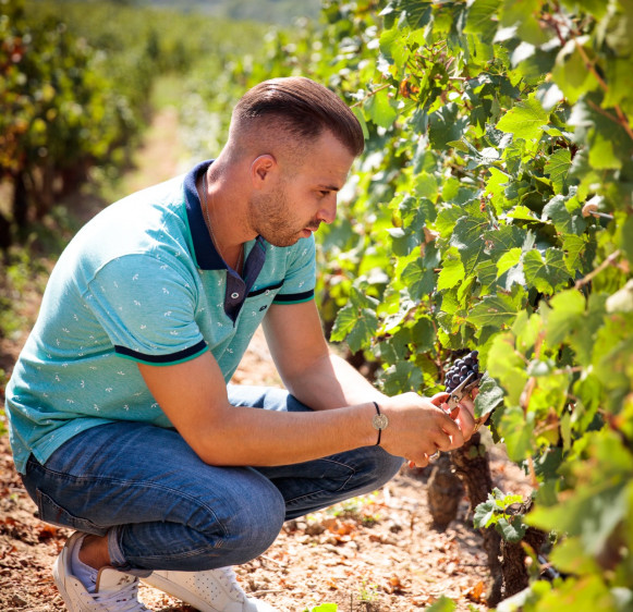 The expression of Terroir