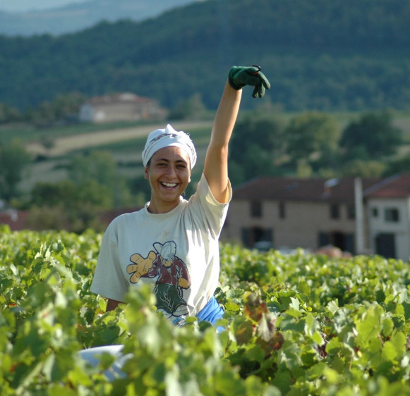 Les Vendanges