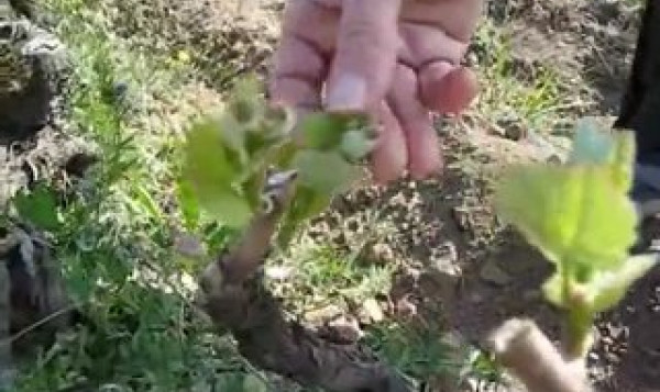 La vigne au mois d'avril - Avril 2011